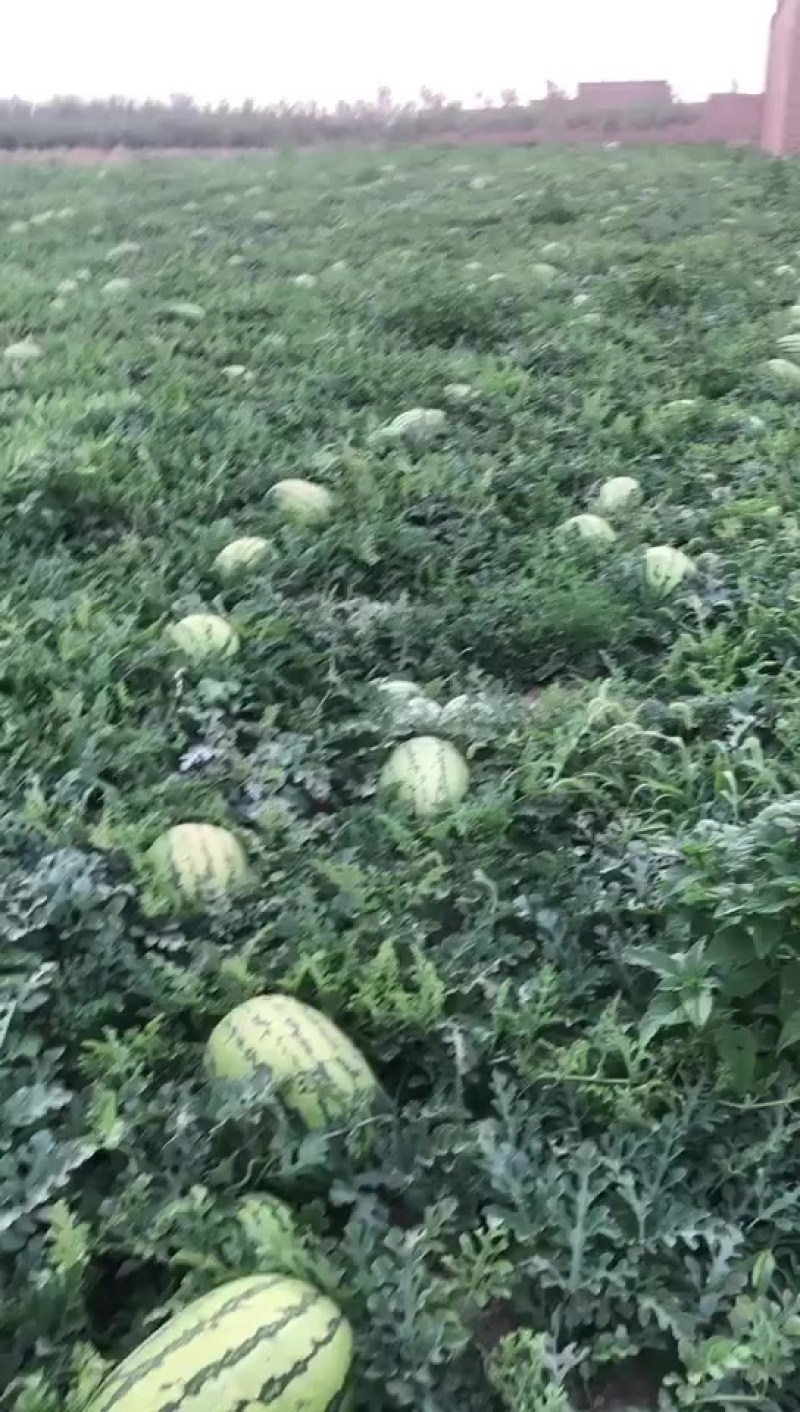 石头瓜