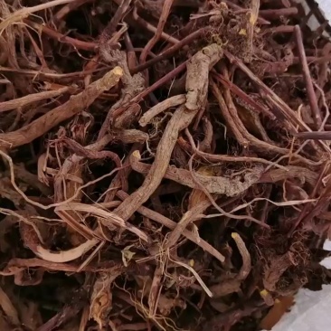 野生大黄