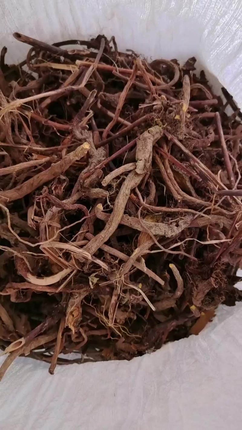 野生大黄