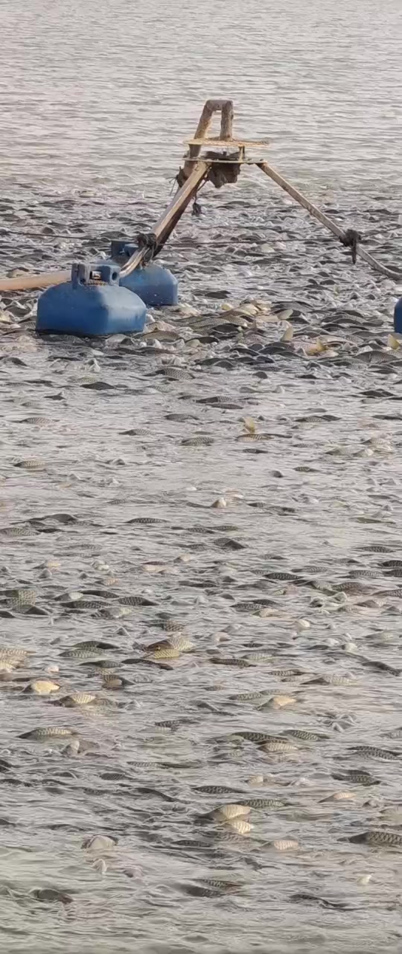 原塘鲤鱼～框里～镜鲤，
