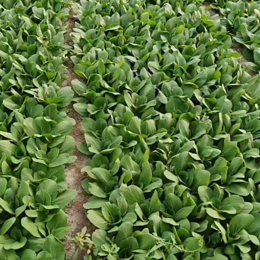 山西大同精品油菜本地一手货源
