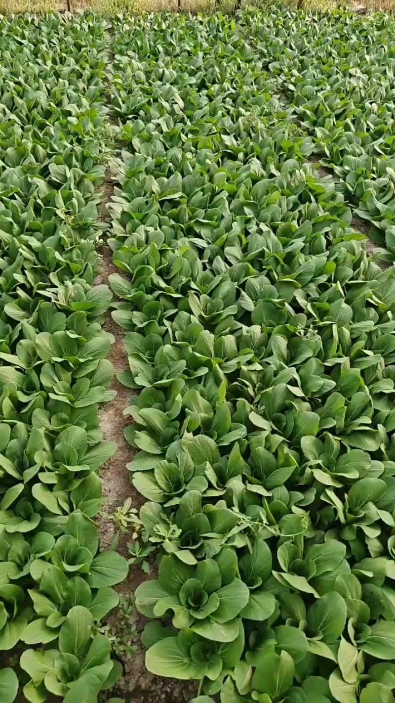 山西大同精品油菜本地一手货源