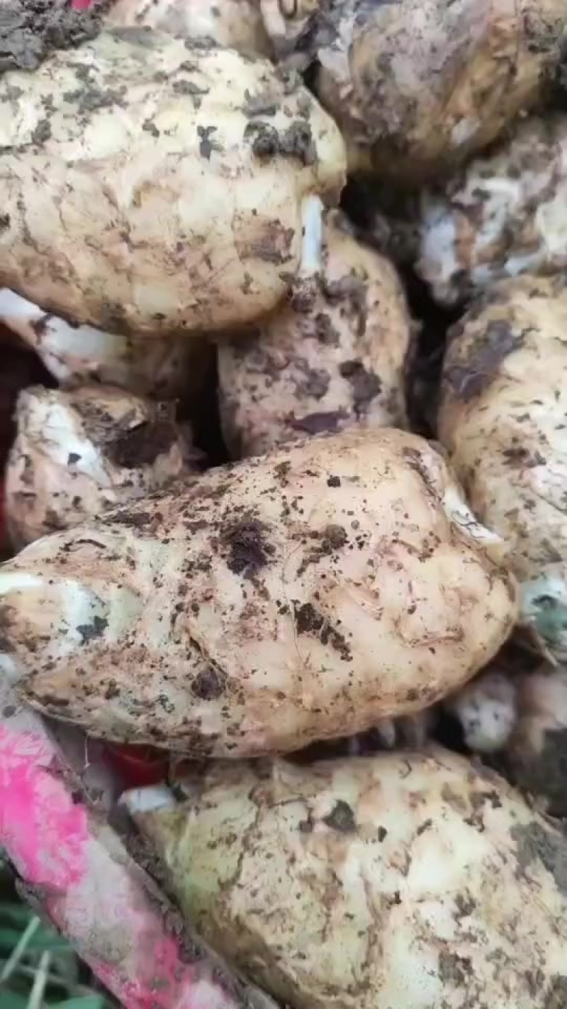 长期出售新鲜贵州天麻，