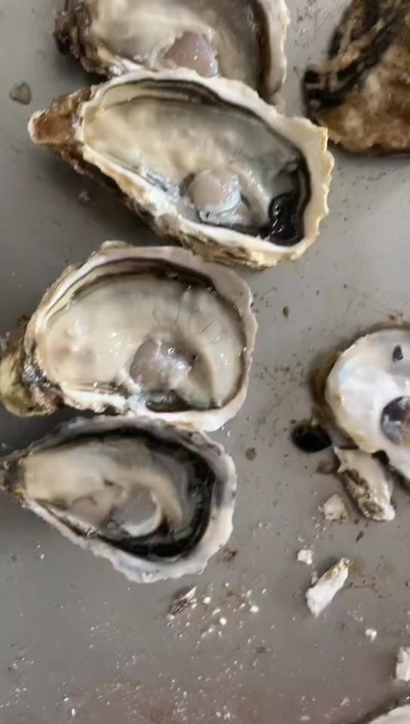 生蚝