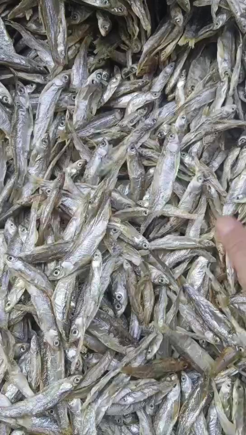 生晒白条，无盐猫粮价格便宜，需要的老板联系我曾姐小鱼