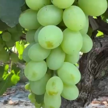 青提批发价