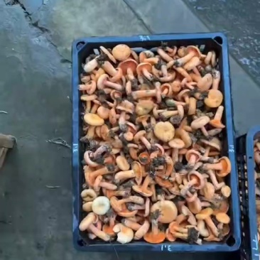枞树菌