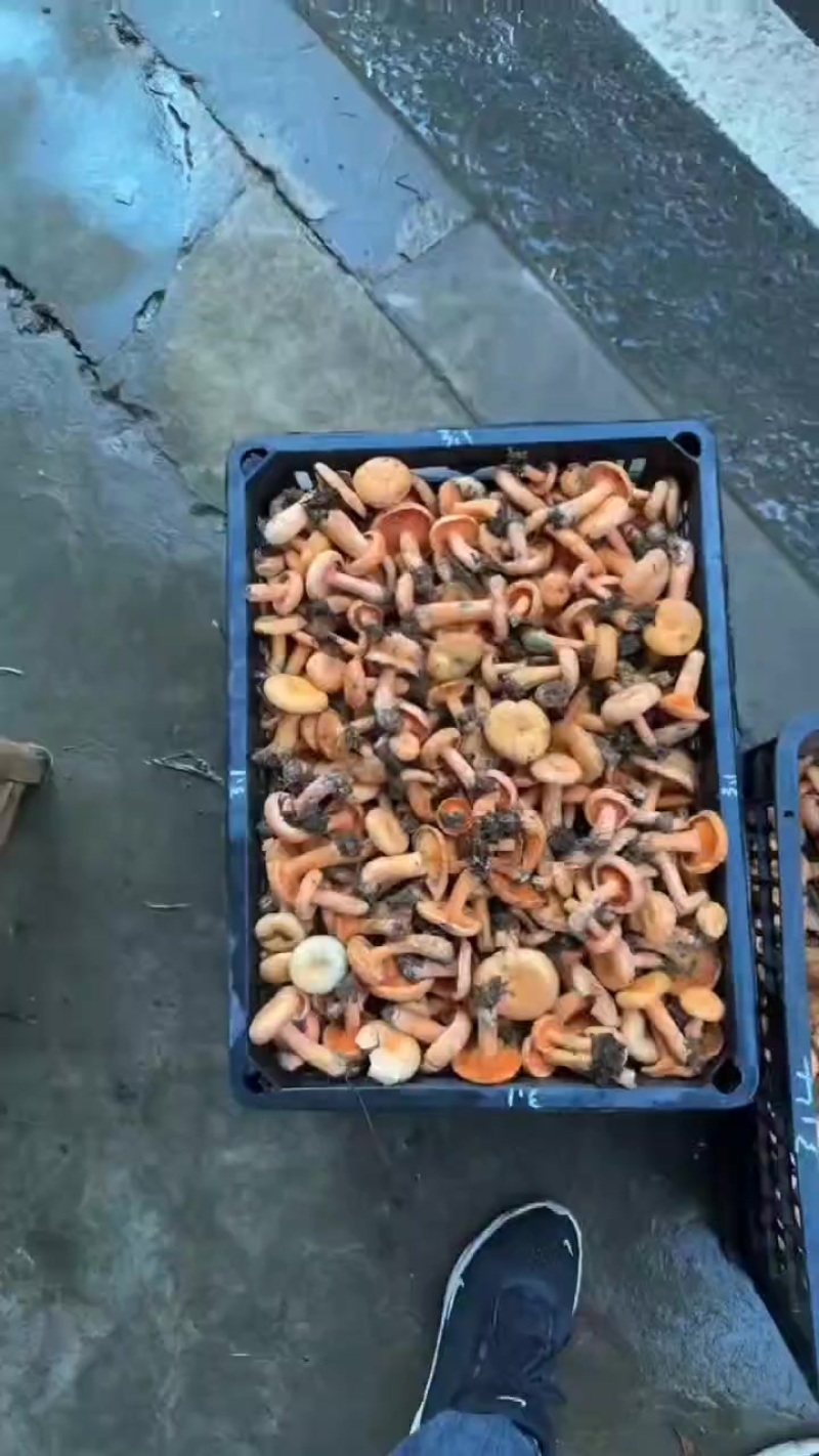 枞树菌