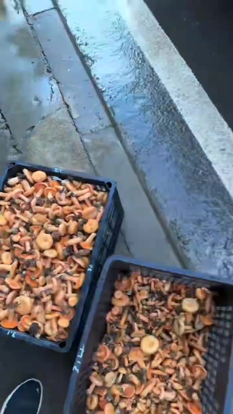 枞树菌