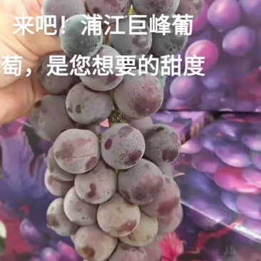 浦江巨峰葡萄甜