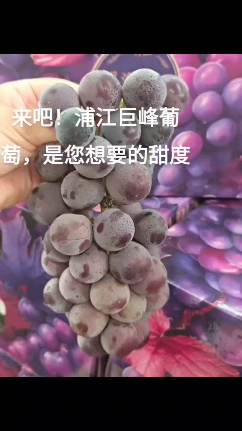 浦江巨峰葡萄甜