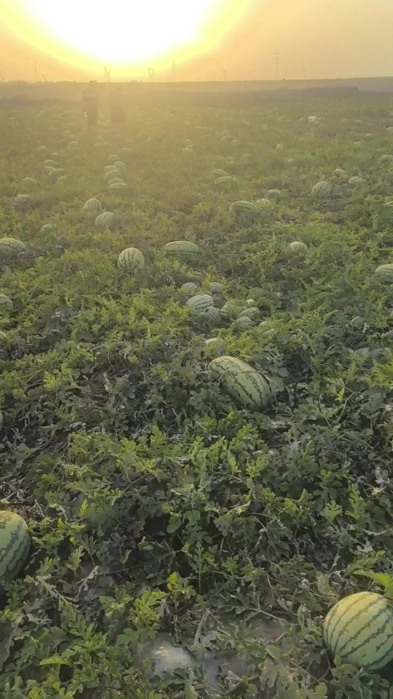 需要硒砂瓜的来，都是好货
