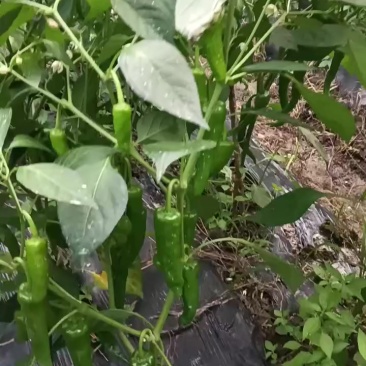 批发辣椒