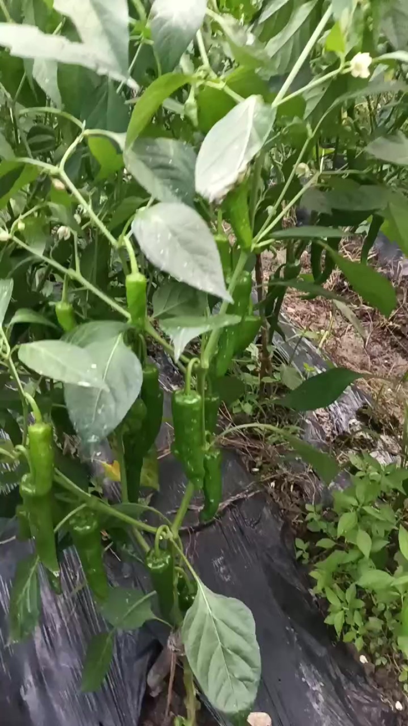 批发辣椒