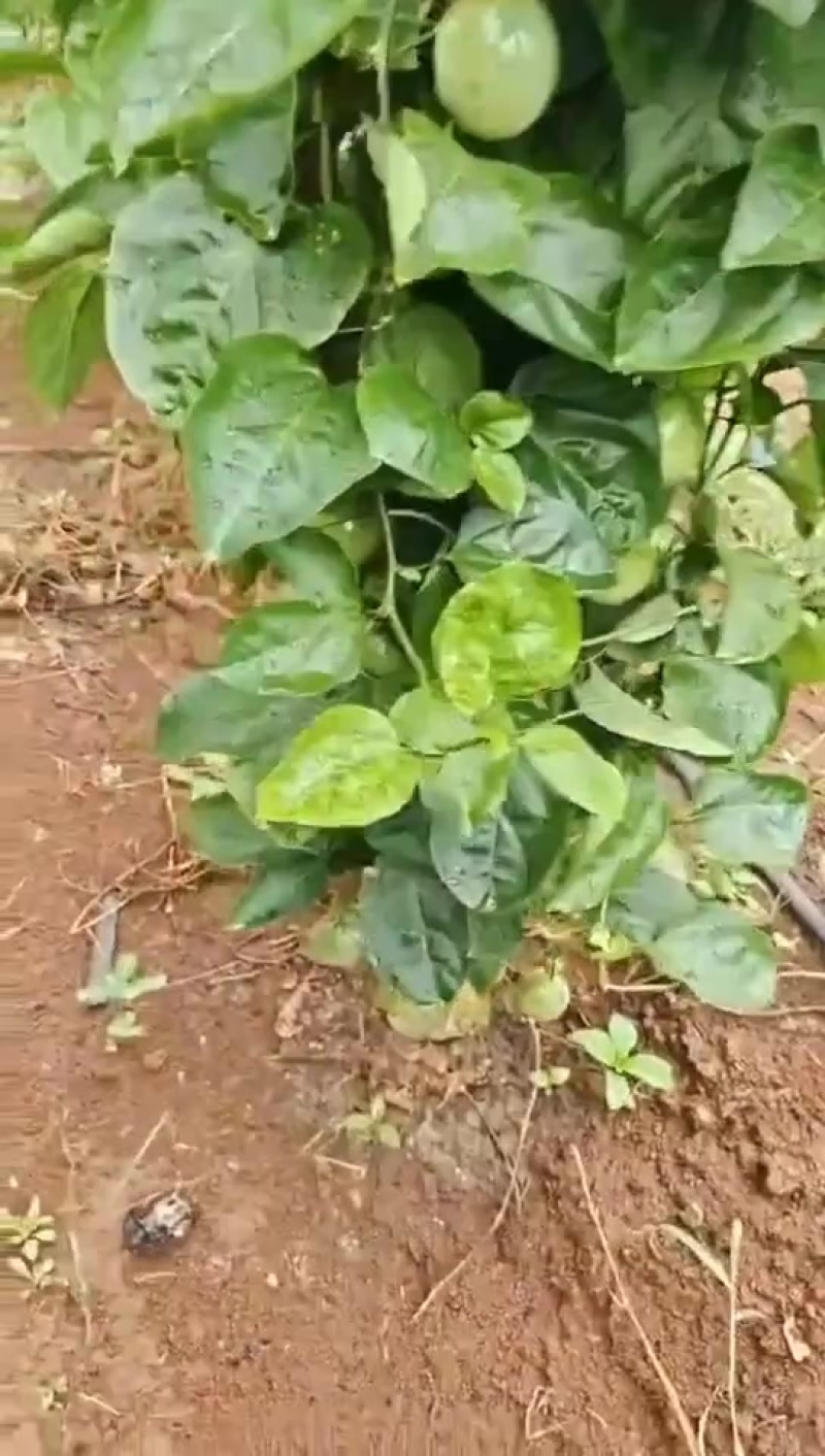 百香果