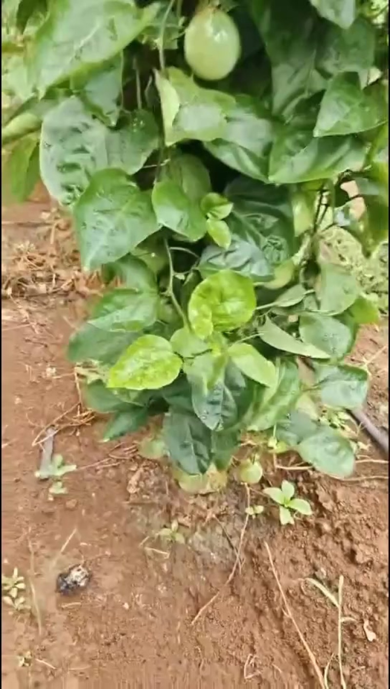 百香果