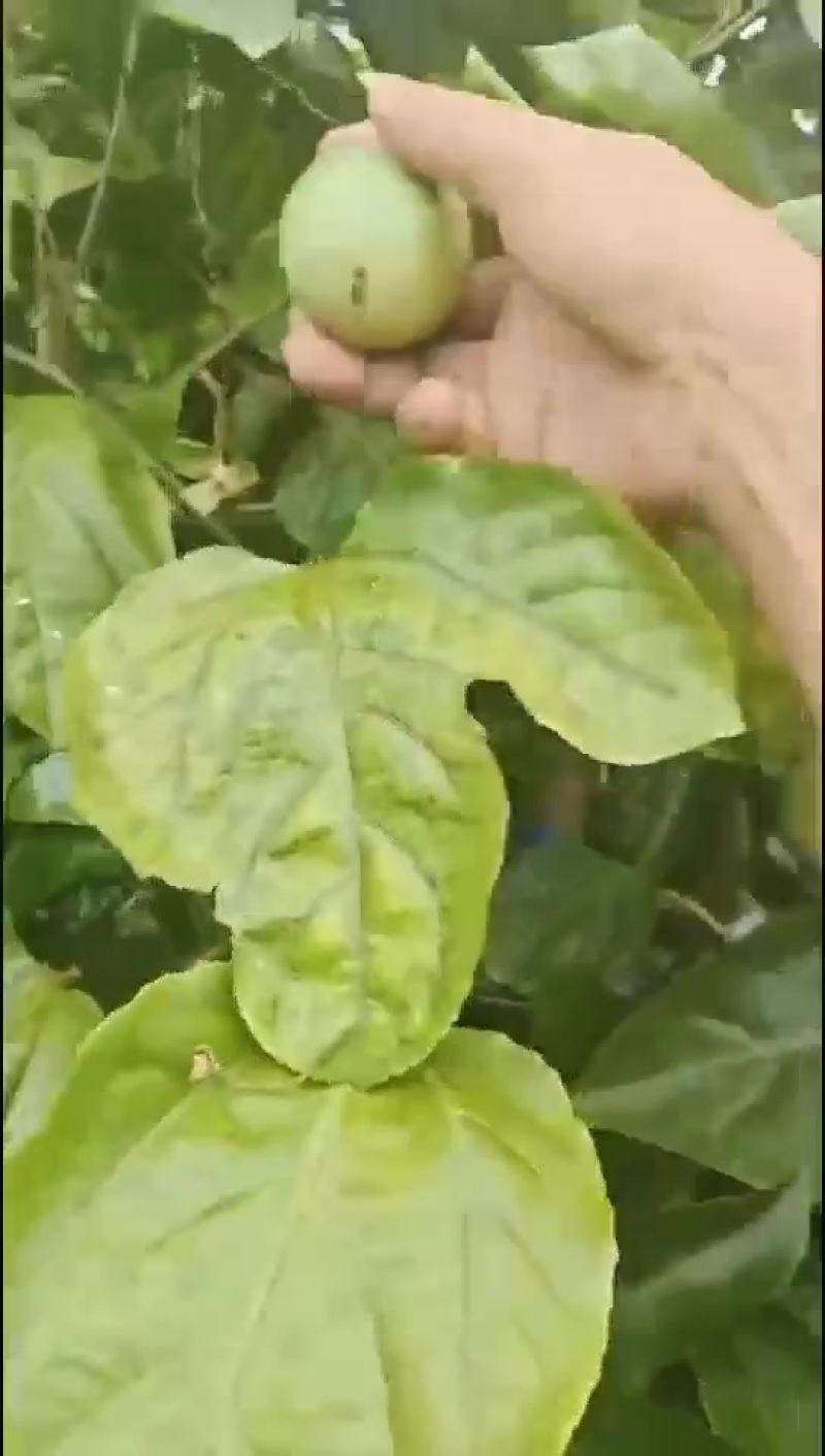 百香果