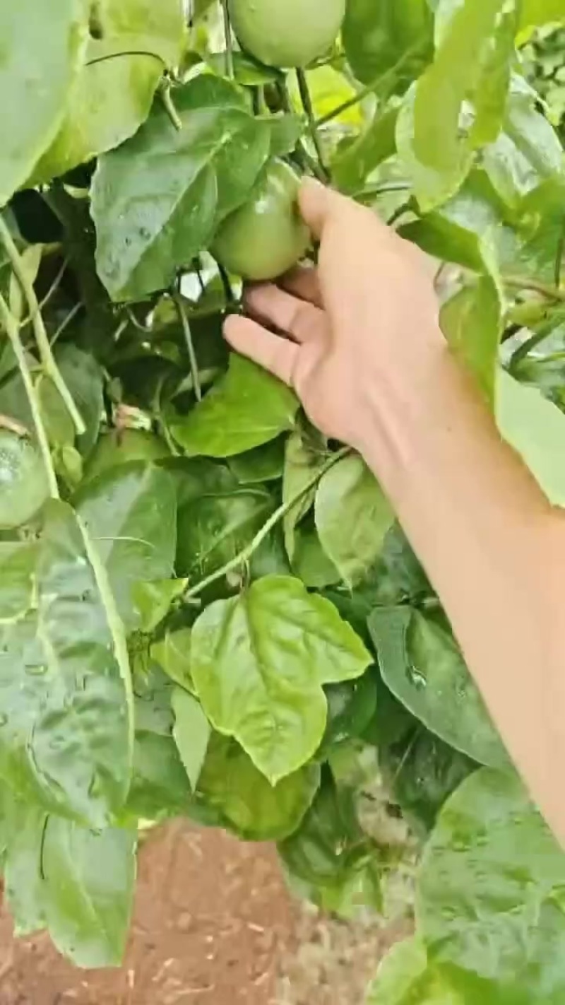 百香果