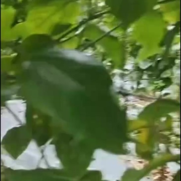 百香果