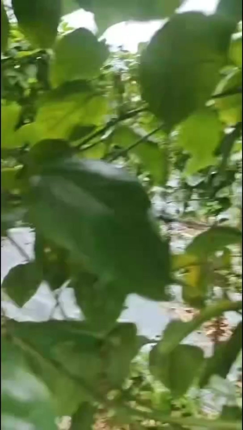 百香果