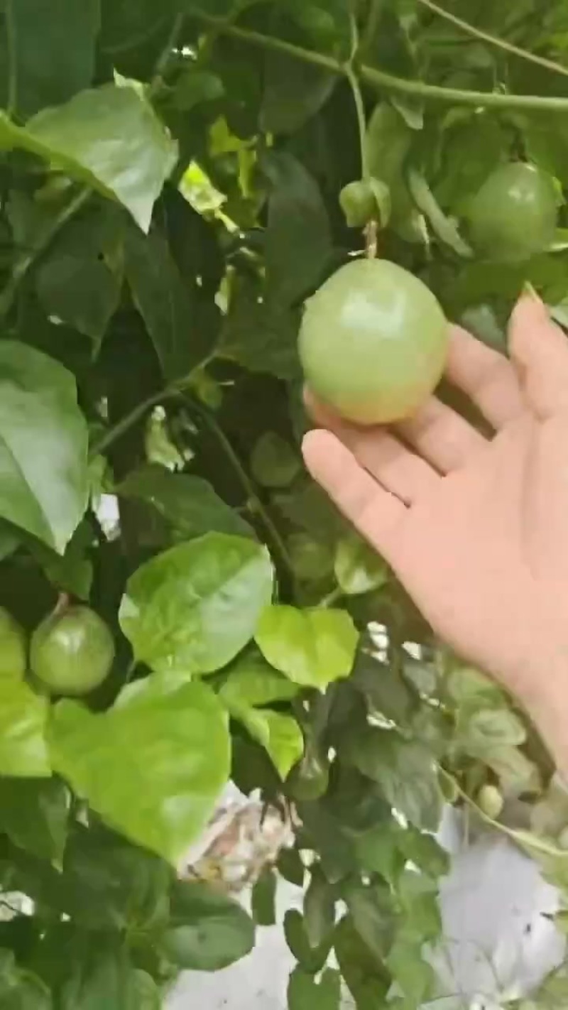 百香果