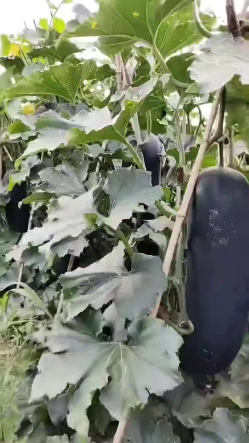 黑皮吊冬瓜自家产地瓜型好口感棒