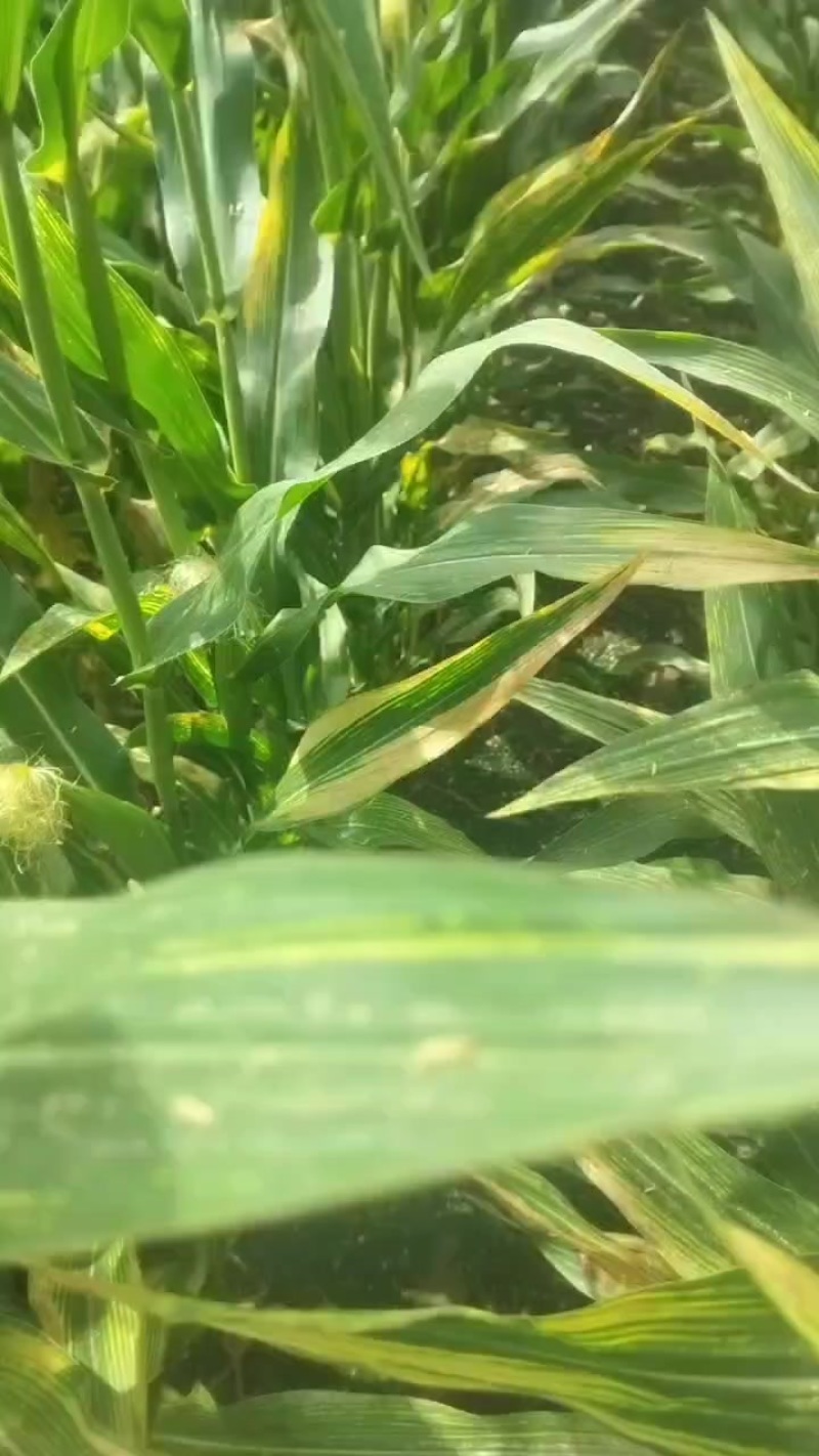 玉米