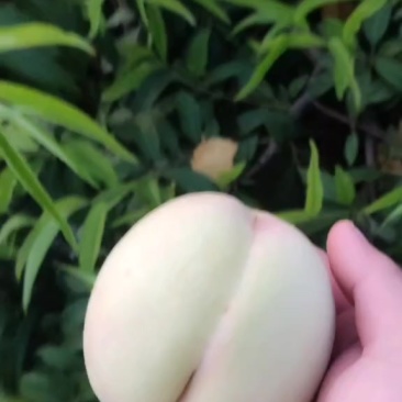 晚福景水蜜桃
