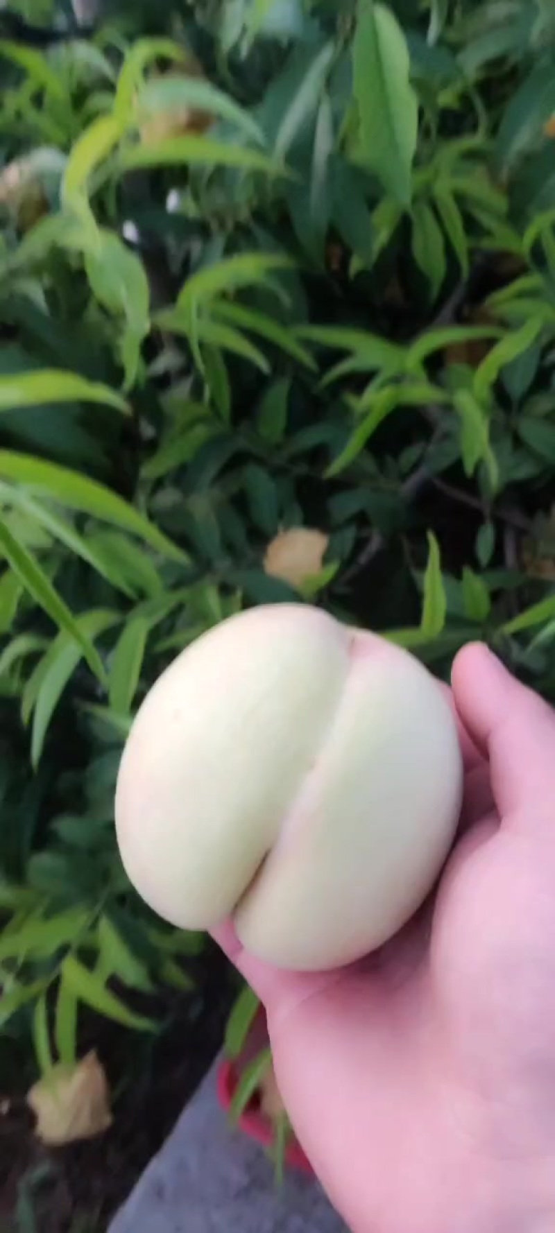 晚福景水蜜桃