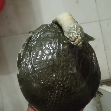 黄沙鳖