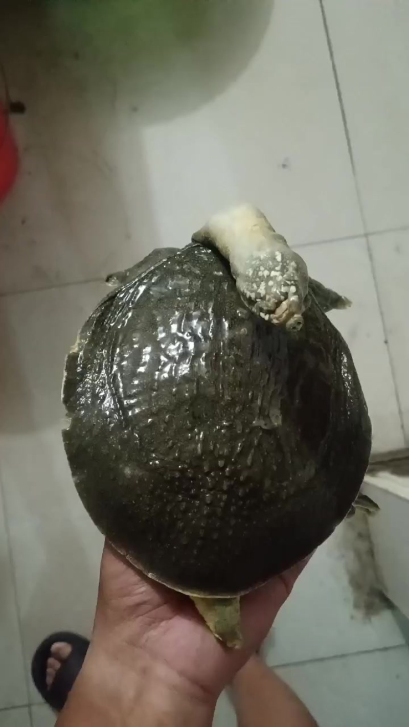 黄沙鳖