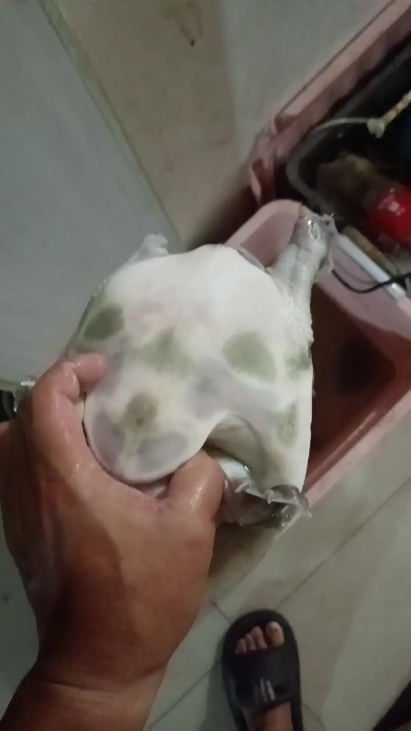黄沙鳖