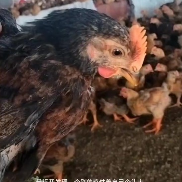 K901阉鸡