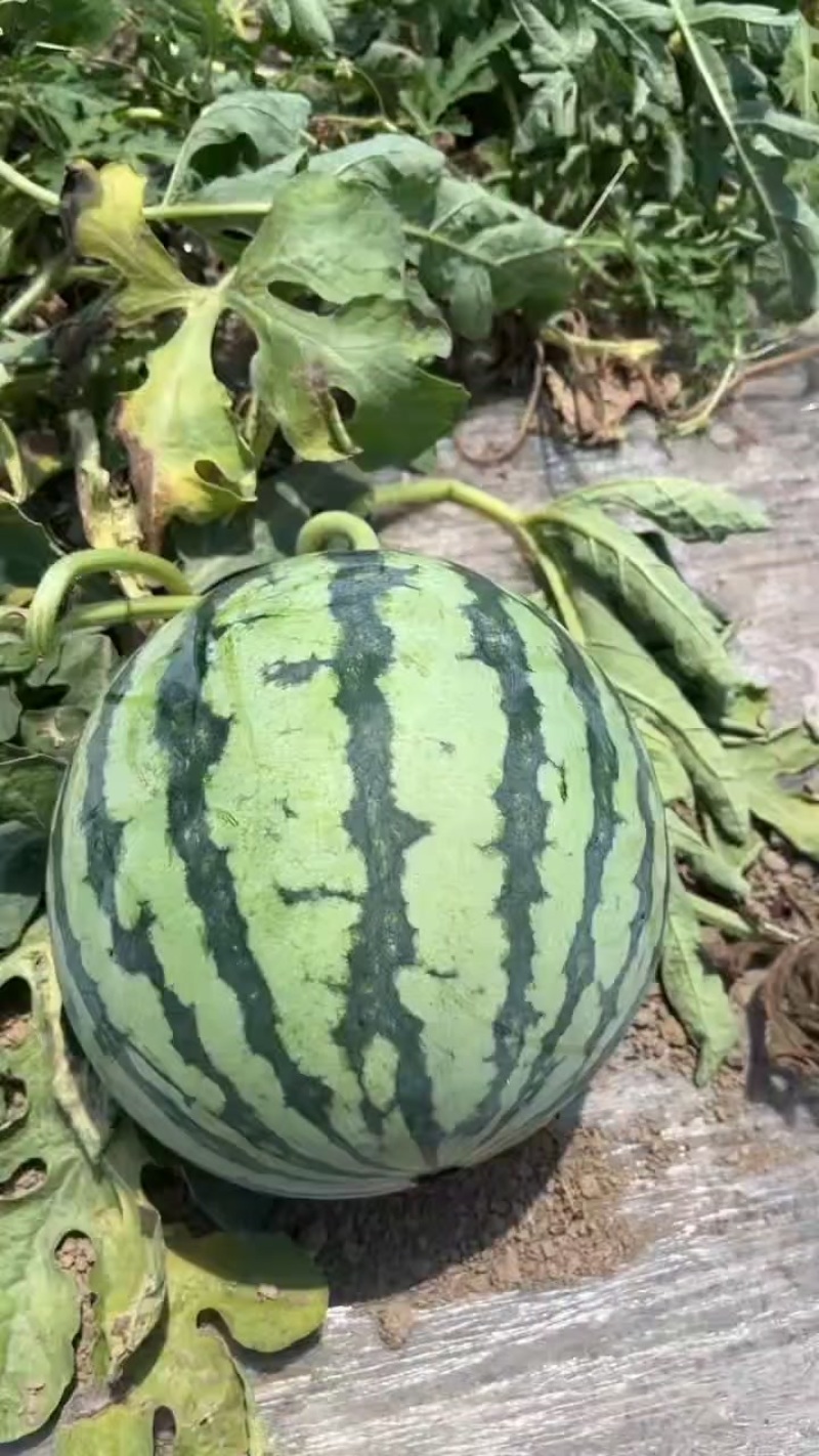 台农无籽美都麒麟