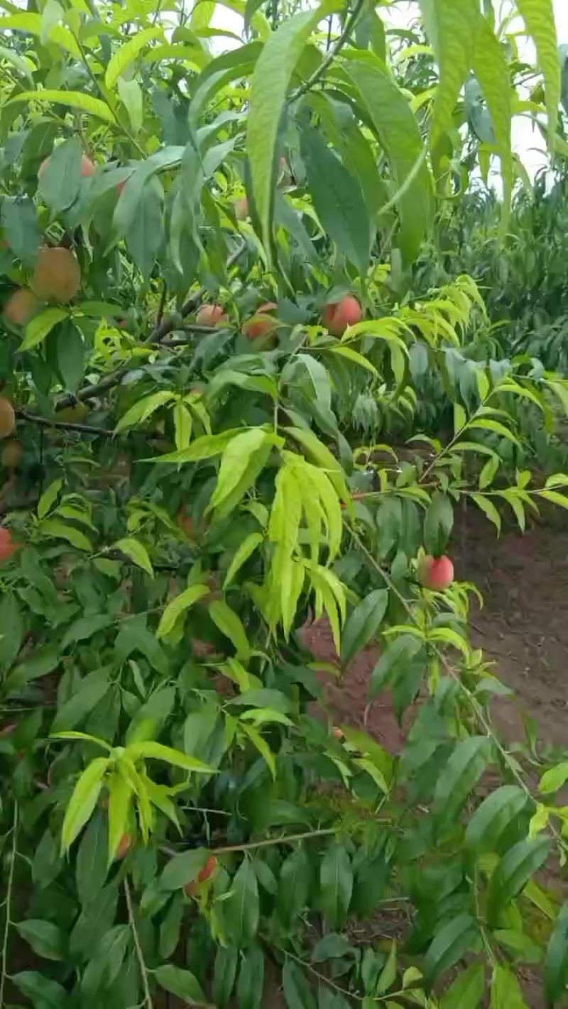 四川甜桃