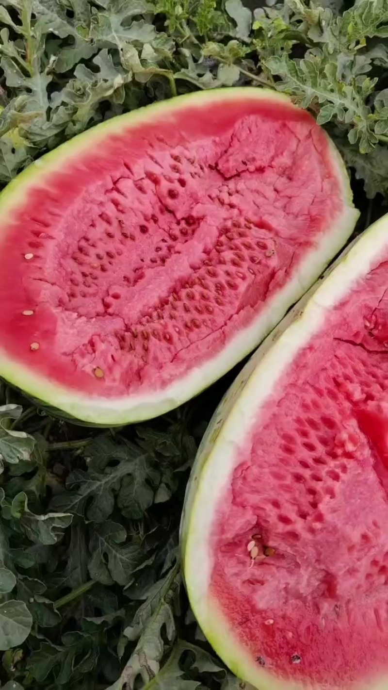 宁夏中卫硒砂瓜个大糖份高口感好耐运输