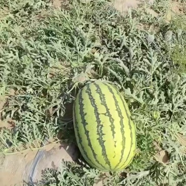宁夏中卫硒砂瓜个大糖份高口感好耐运输