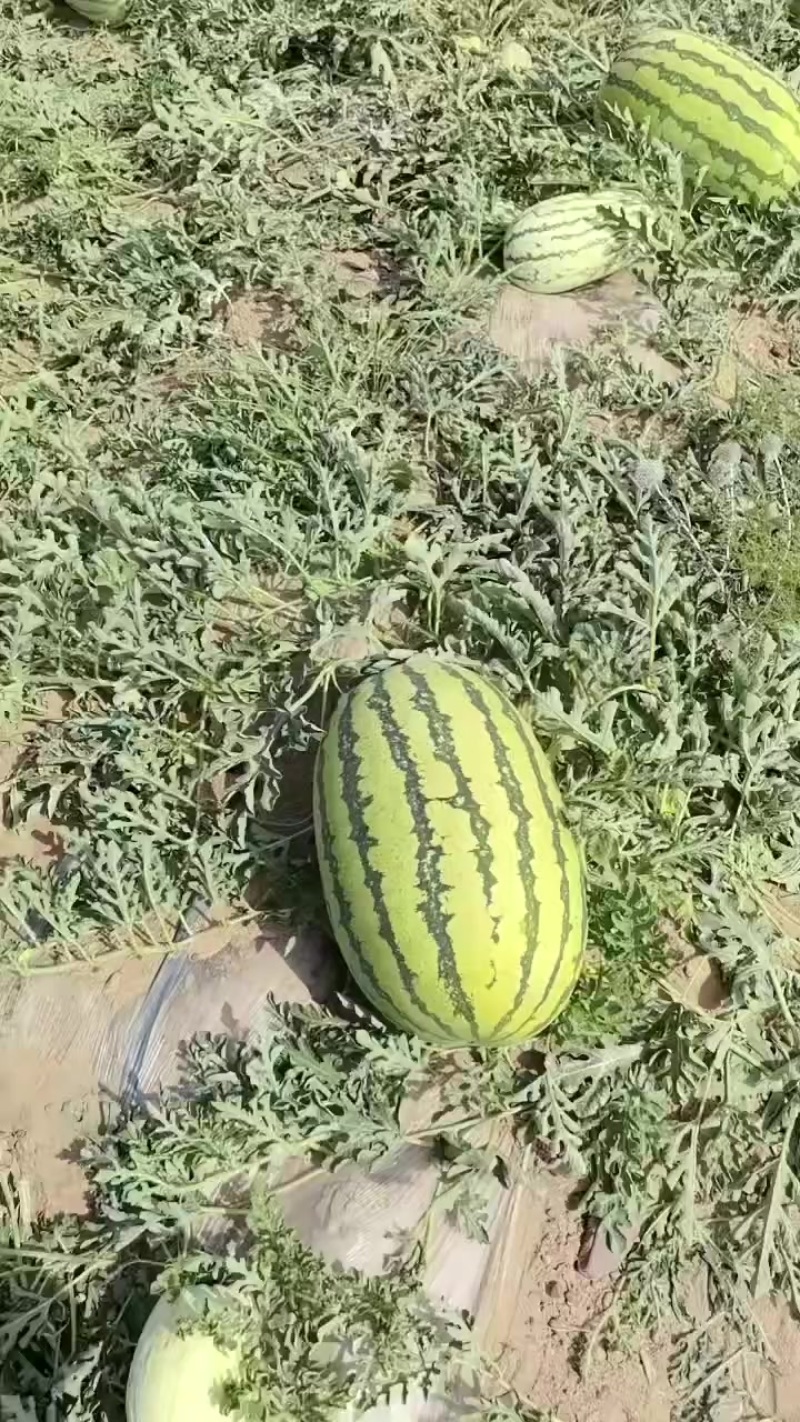 宁夏中卫硒砂瓜个大糖份高口感好耐运输