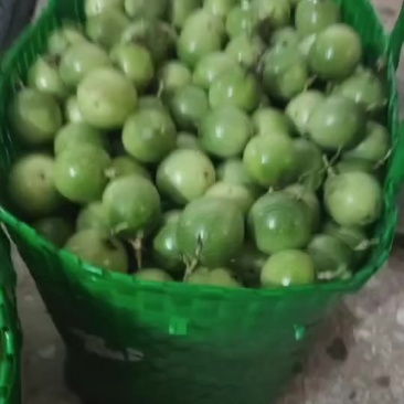钦密9号黄金百香果