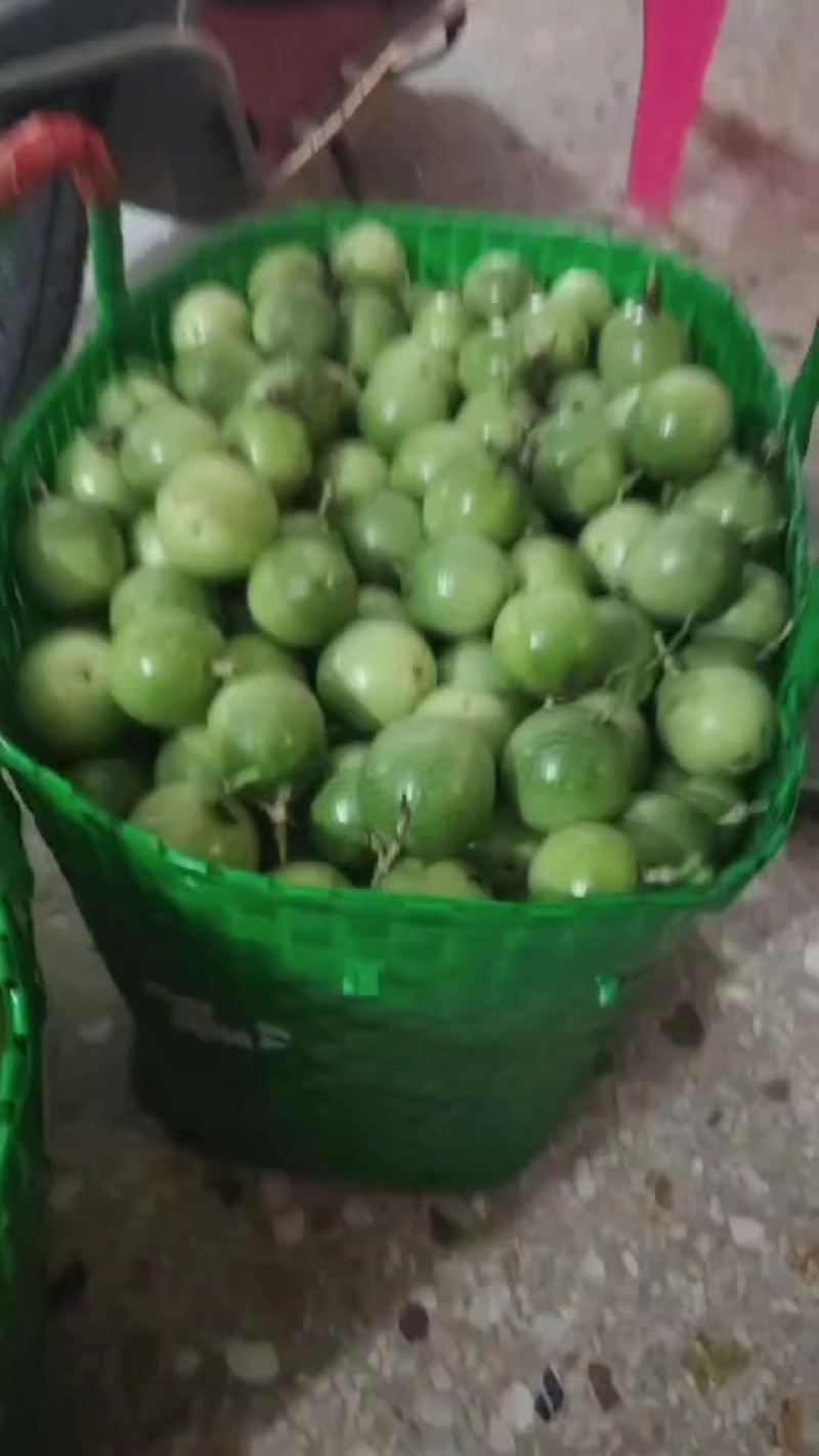 钦密9号黄金百香果