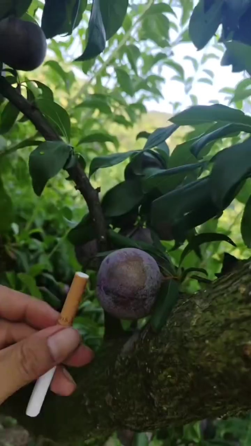 泸州古蔺的脱骨李小翠红