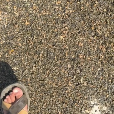油葵