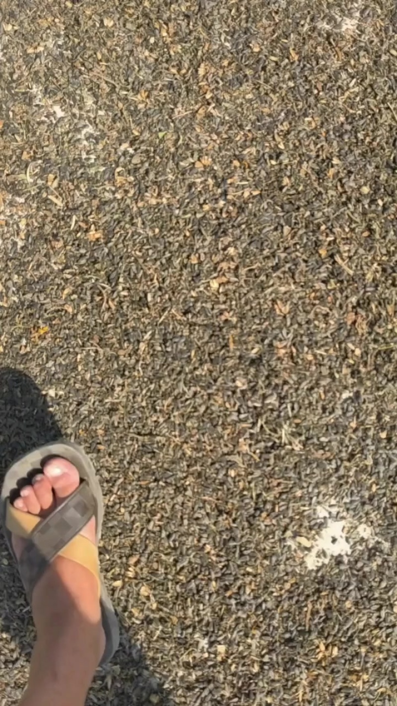 油葵