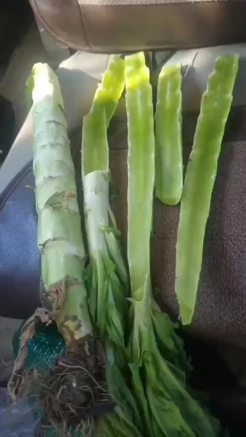 莴笋杆有要的联系