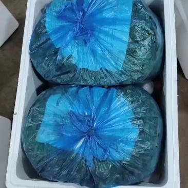 精品泡沫箱香菜