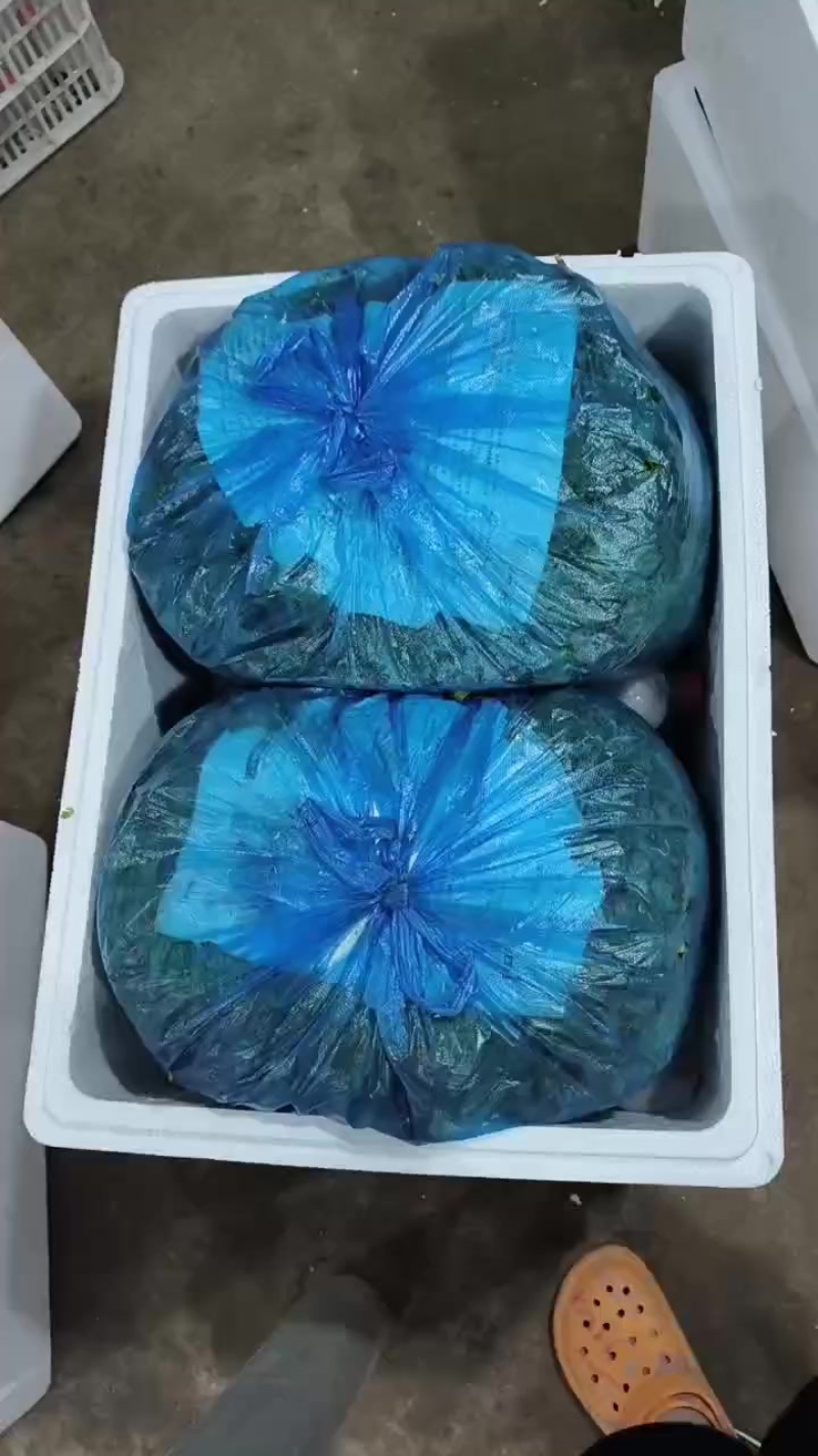 精品泡沫箱香菜