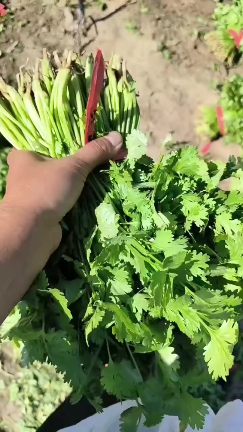 精品泡沫箱香菜