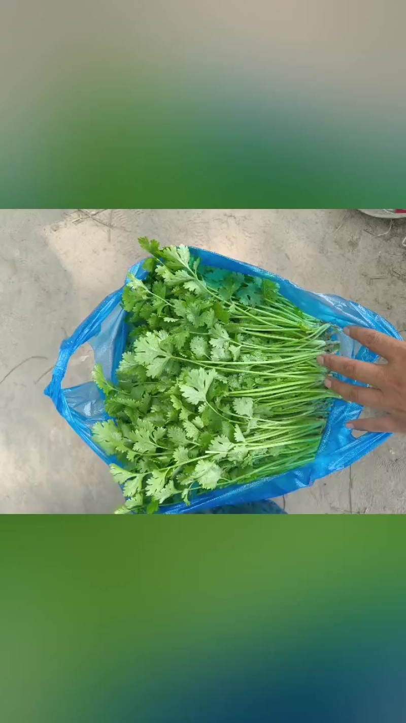 精品泡沫箱香菜