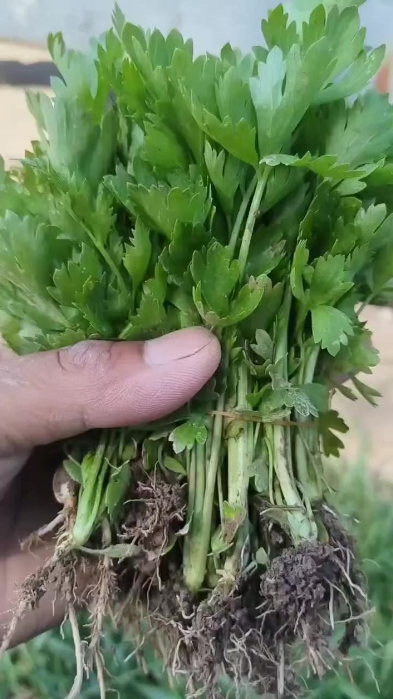 皇后西芹苗子