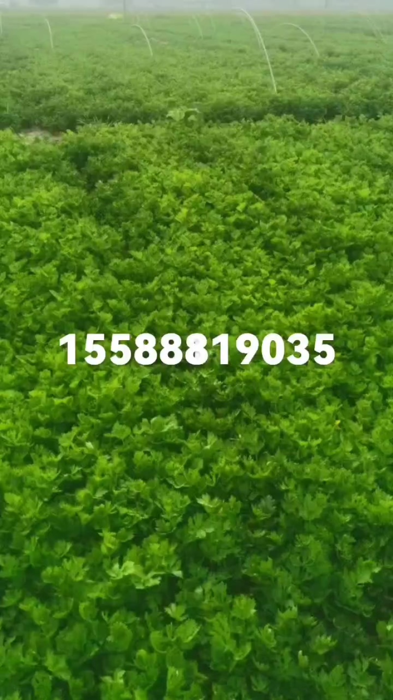 皇后西芹苗子
